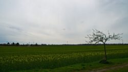 SONY DSC