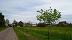 SONY DSC