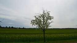 SONY DSC
