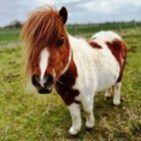 WhatsApp Image 2025-04-10 at 20.20.17(3)