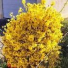 WhatsApp Image 2025-04-11 at 13.03.07(3)