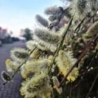 WhatsApp Image 2025-04-11 at 13.12.04