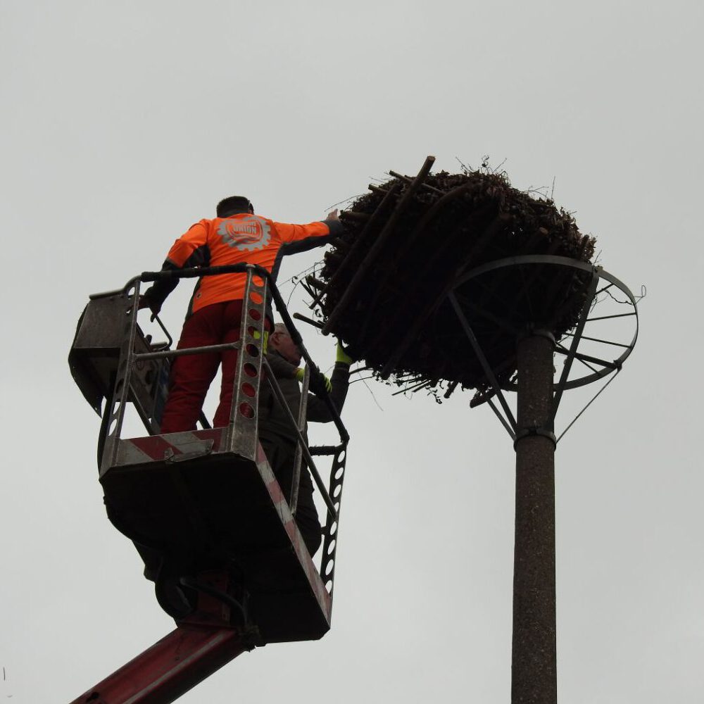 ... und das Nest  ...