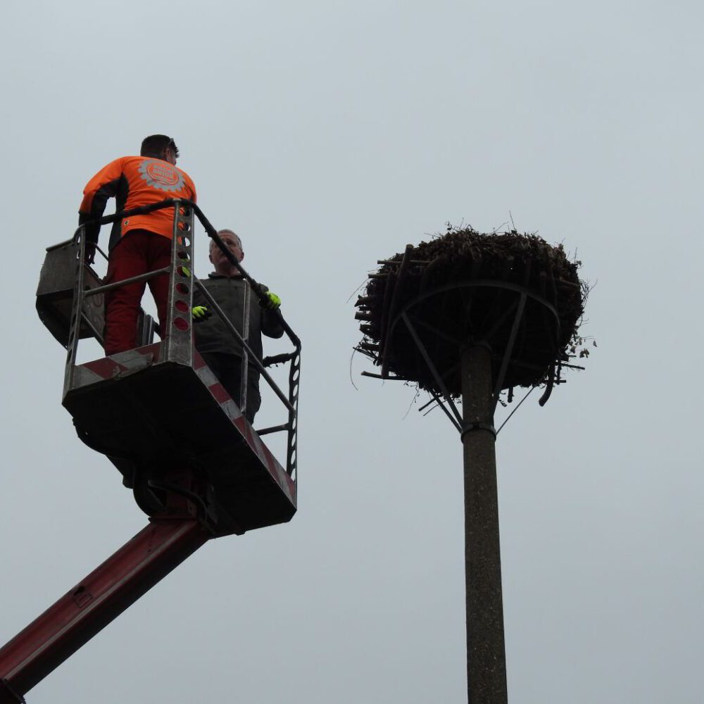 Randau hat wieder ein Storchennest!