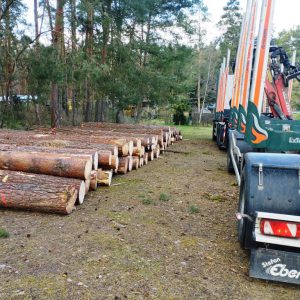 Und heute Abend haben wir auch endlich neues Holz als Baumaterial bekommen